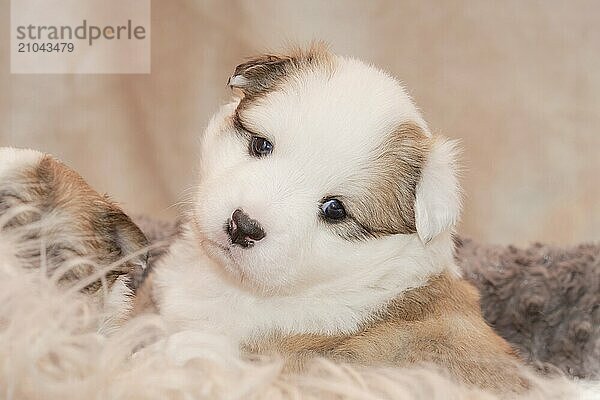 Three week old Icelandic dog