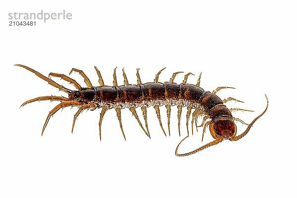 Close-up of a red-brown centipede cropped on white