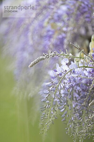 Wisterias (Wisteria) hanging down  lilac-coloured  close-up  background green blurred  Dortmund  Germany  Europe