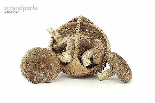 Shiitake mushrooms (Lentinula edodes) in woven wicker basket over white background. Medicinal herbs and fungi