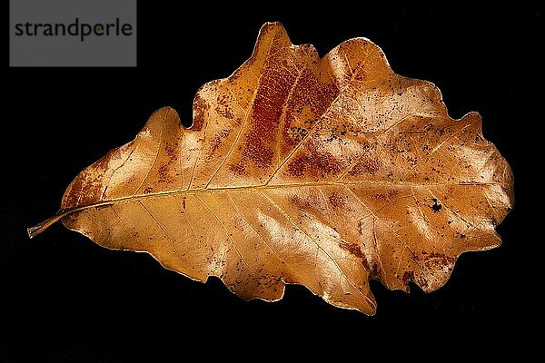 An abstract flat lay photo of a dried autumn leaf set against a black background