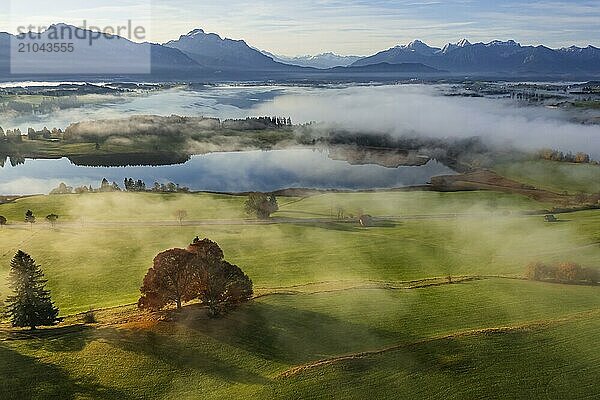 Aerial view of a lake in front of mountains in the morning light  fog  autumn  Forggensee  view of Säuling and Ammergebirge  Alpine foothills  Upper Bavaria  Bavaria  Germany  Europe