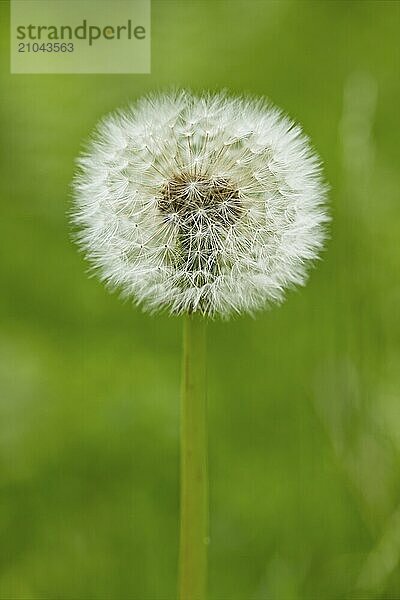 A close up of a dandelion plant gone to seed in north Idaho