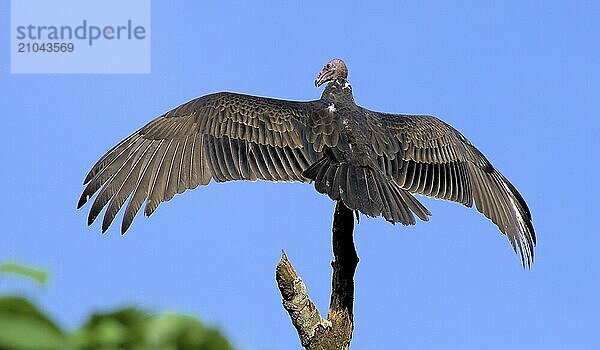 Turkey vulture in Cuba Turkey vulture in Cuba Cathartes aura