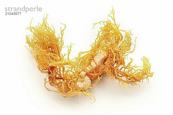 Irish sea moss. Chondrus Crispus  healthy organic raw seaweed  a close-up on a white background  isolated  Food photography  Food photography