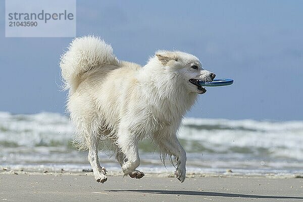 Icelandic dog  photographed on the beach of Lakolk on Rømø Denmark