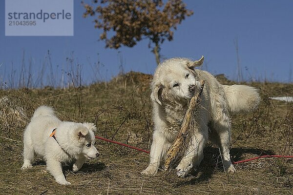 Golden Retriever with an Icelandic dog puppy