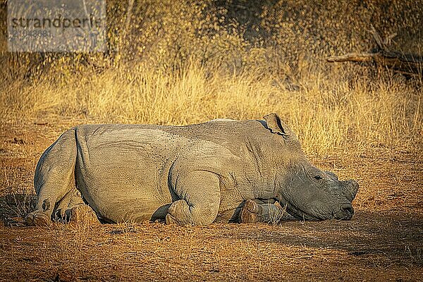 Reclining white rhinoceros (Ceratotherium simum) with sawn-off horn  Anti-Poaching  Balule Plains  South Africa  Africa