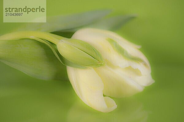 White tulip blossom on green glass plate