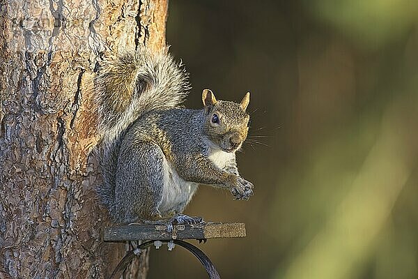 A cute squirrel is on a backyard block of wood above a feeder in north Idaho