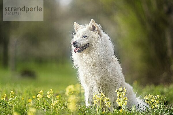 Icelandic dog on a spring meadow