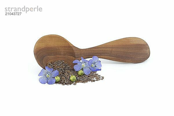 Wooden spoon filled with small brown flax seeds and a blue flax plant flowers alongside linseed fruit round capsules isolated on white background