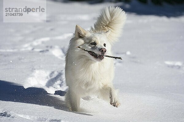 Icelandic dog in the snow