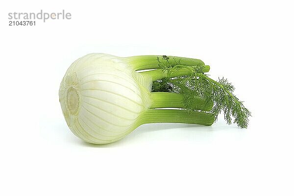 Whole fennel bulb predominantly light yellow  with contrasting shades of green on the stalks and feathery leaves isolated on white background