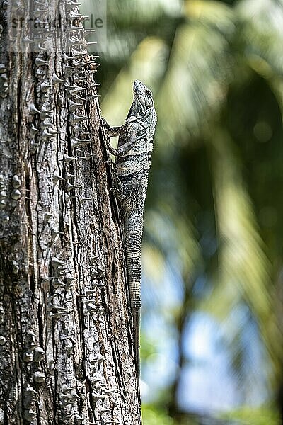 Black spiny-tailed iguana  Osa  Costa Rica  Central America