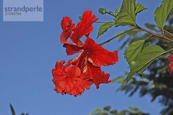 Red double hibiscus  growing in Tamil Nadu  India  Asia