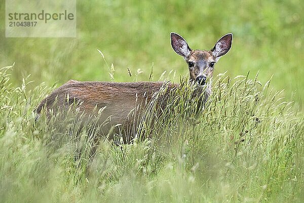 A black-tailed deer stands in the tall grass on the Canadian coast