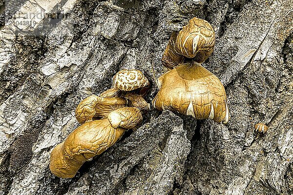 A close up of conk fungi on a tree in the palouse region of eastern Washington