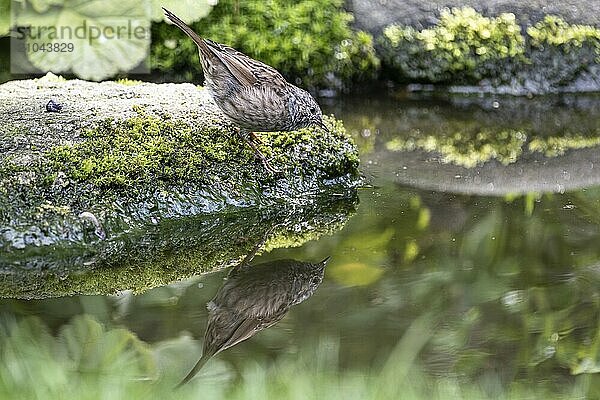 Dunnock (Prunella modularis)  Emsland  Lower Saxony  Germany  Europe