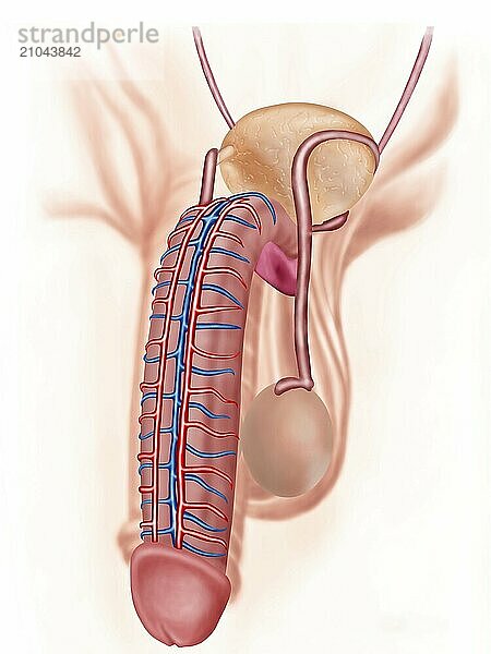 Anatomy of male reproductive organs