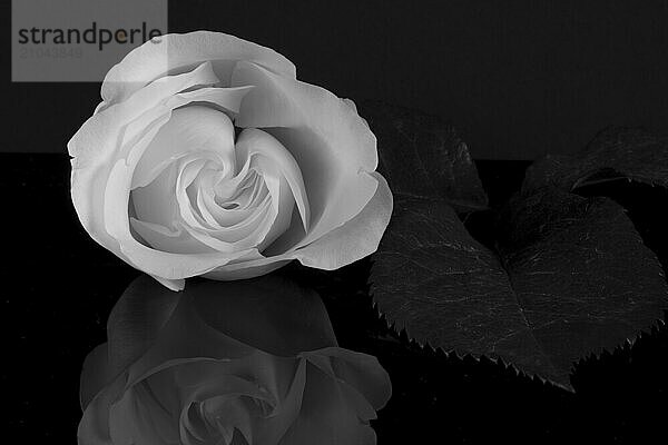 White rose on black glass plate