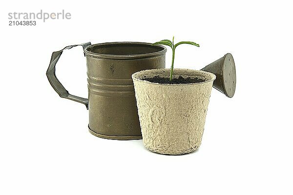 Potted plant with a single sprout and a vintage watering can isolated on a white background