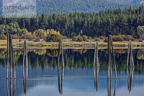 Large wood pilings in the waters of Pend Oreille River in Usk  Washington