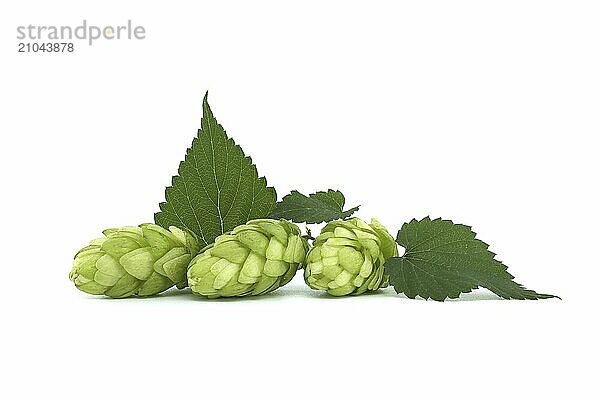 Hop cones with leaf  fresh green hops branch isolated on a white background