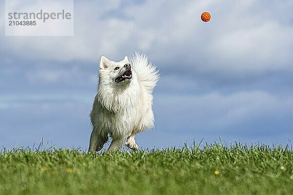 Playing Icelandic dog