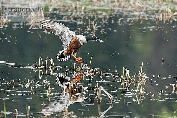 A northern shoveler duck flies in for a water landing near Coeur d'Alene  Idaho