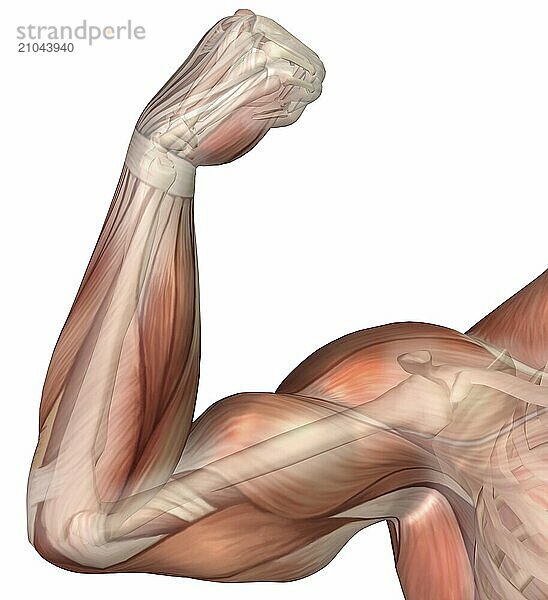 Illustration of a flexed arm showing human bicep muscle