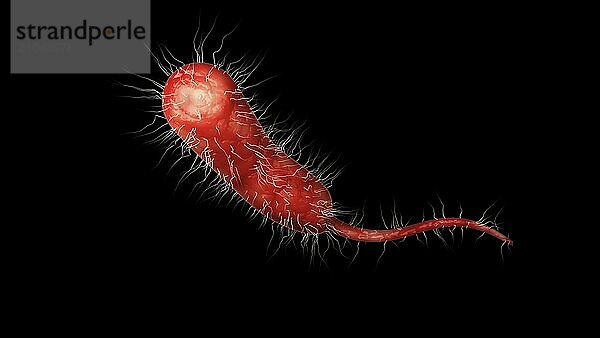 Biomedical illustration of a single Vibrio vulnificus bacteria on black background