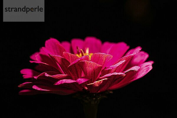 Pink common zinnia flower on black background