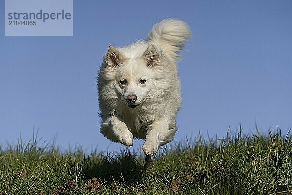 My Icelandic dog in action