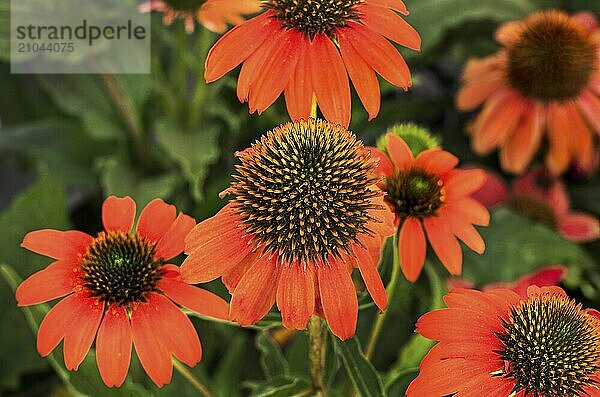 Echinacea  Allgäu  Bavaria  Germany  Europe