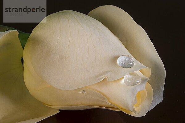 Pale yellow rosebud on black glass