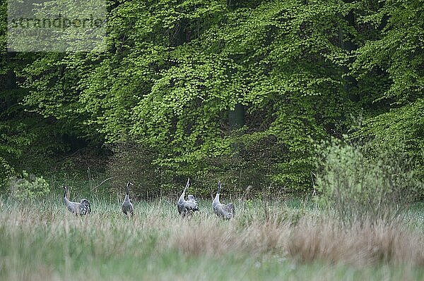 Duet call of cranes in Mecklenburg-Western Pomerania  Germany  Europe