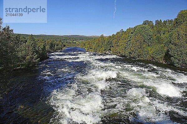 Wild flowing river lined with trees  under a blue sky  Glomma  Röros  Tröndelag  Norway  Europe