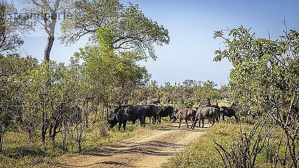 Herd of african buffalo (Syncerus caffer)  crossing road  Balule Plains  South Africa  Africa