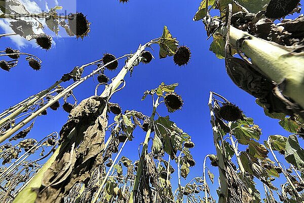 Romania  near Giurgiu in the south of the country  single sunflower ripe for harvesting  Europe