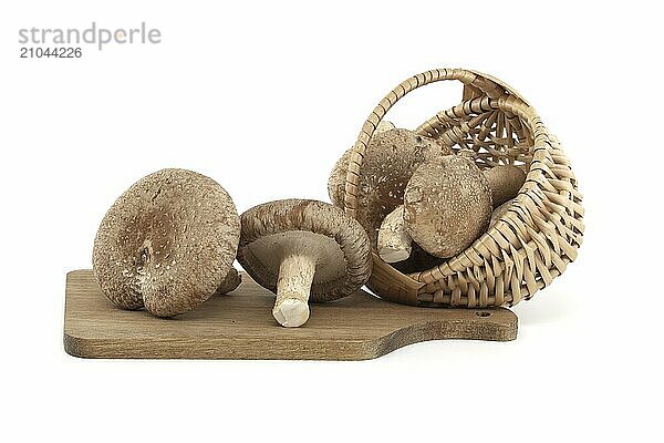 Shiitake mushrooms on a wooden cutting board in close-up  isolated on white background. Medicinal herbs and fungi