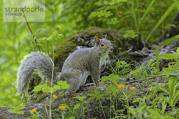 An eastern gray squirrel sits on an old tree trunk in the grass