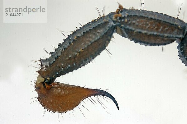 Stinger of Scorpion from south India  Heterometrus xanthropus or H. fulvipes  on white background