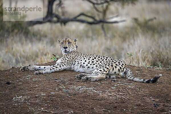 Cheetah (Acinonyx jubatus) lying on mound  Balule Plains  South Africa  Africa