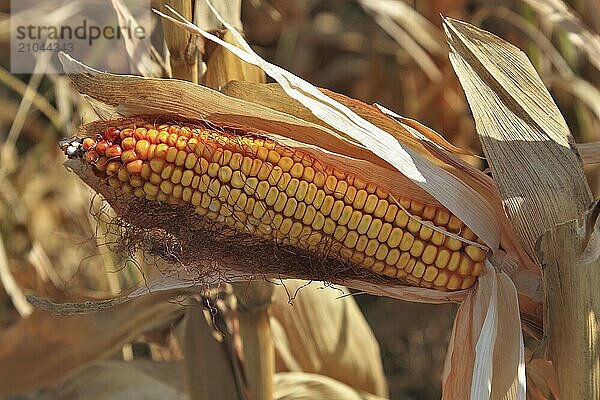 Romania  near Giurgiu in the south of the country  maize ripe for the corn corn cob harvest  Europe