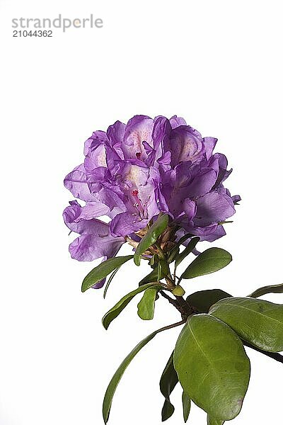 A studio image of a Rosebud Azalea against a white background