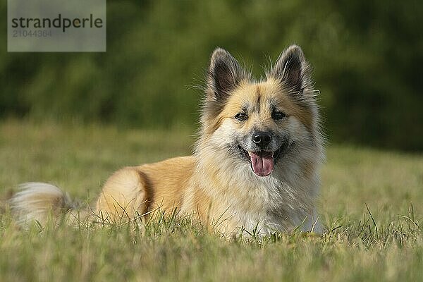 Icelandic dog on the meadow