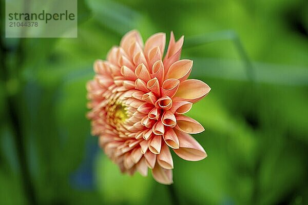 Close-up of the orange-coloured dahlia blossom in the garden  selective focus