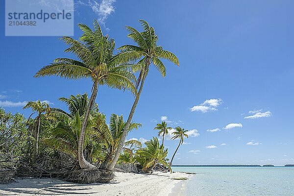 Several double palms  coconut palm (Cocos nucifera)  private island  bird island  privileged  ecological  adventure  Tetiaroa  atoll  Marlon Brando Island  French Polynesia  Society Islands  Leeward Islands  Oceania