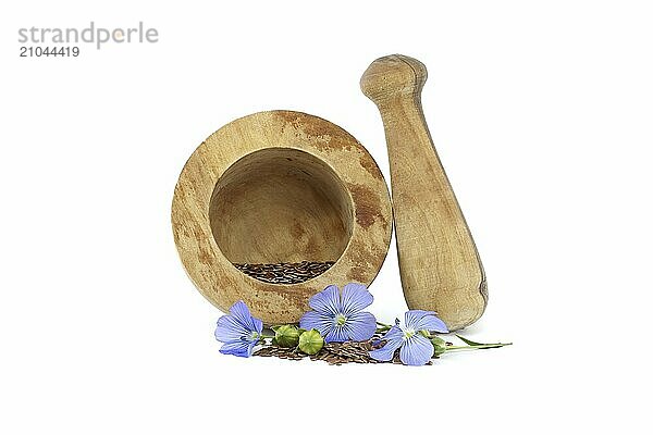 Vibrant blue flax flower is sitting on wooden mortar filled with small brown linseed near flax fruit round capsules isolated on white background